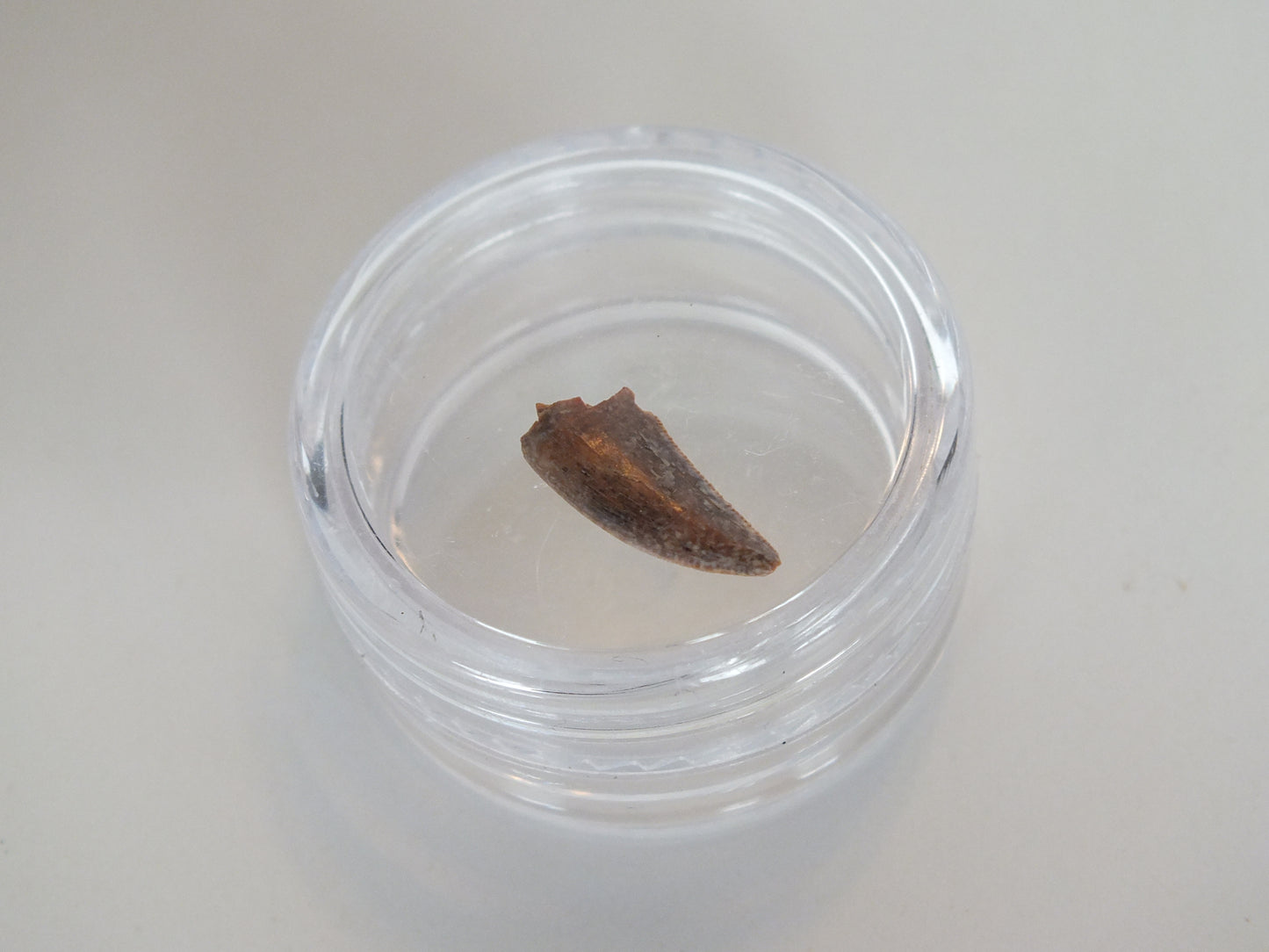 0.48" Dromaeosaurus Raptor Tooth (Judith River)