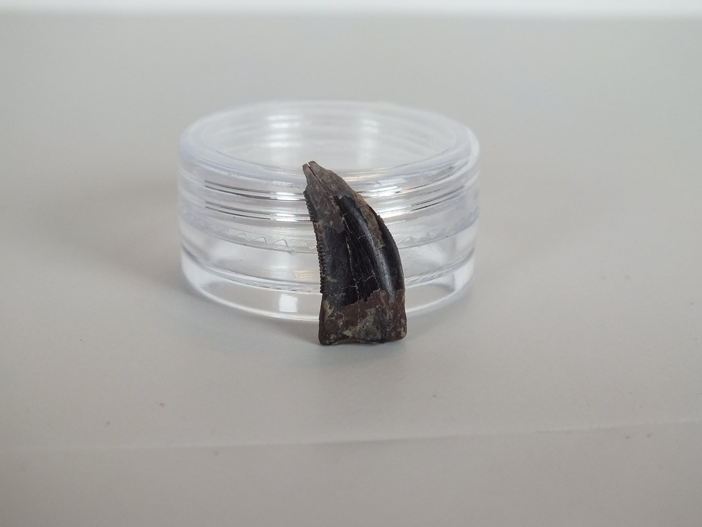0.7" Tyrannosaurus Tooth (Judith River)