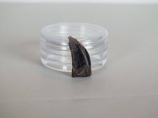 0.7" Tyrannosaurus Tooth (Judith River)