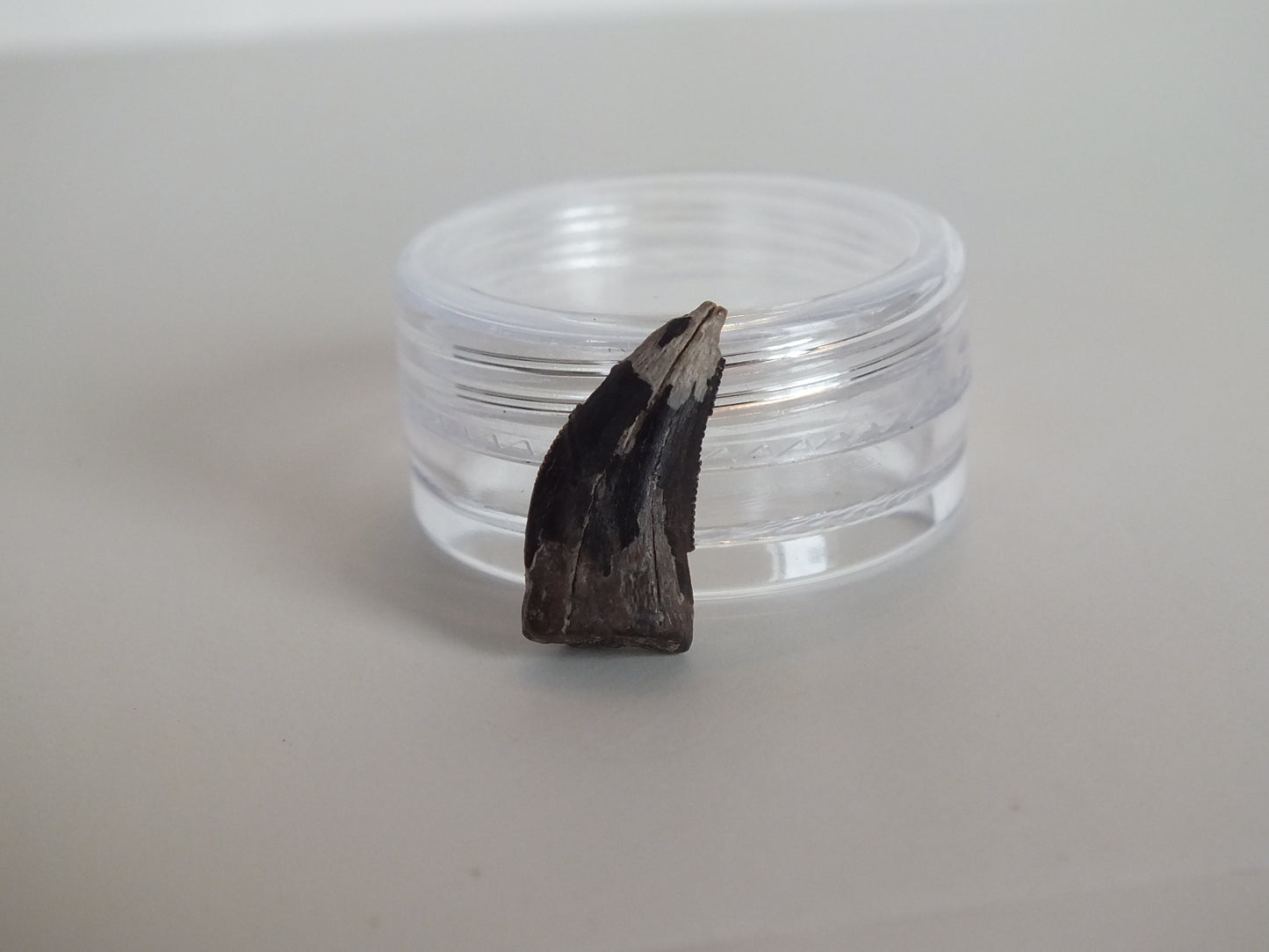0.7" Tyrannosaurus Tooth (Judith River)