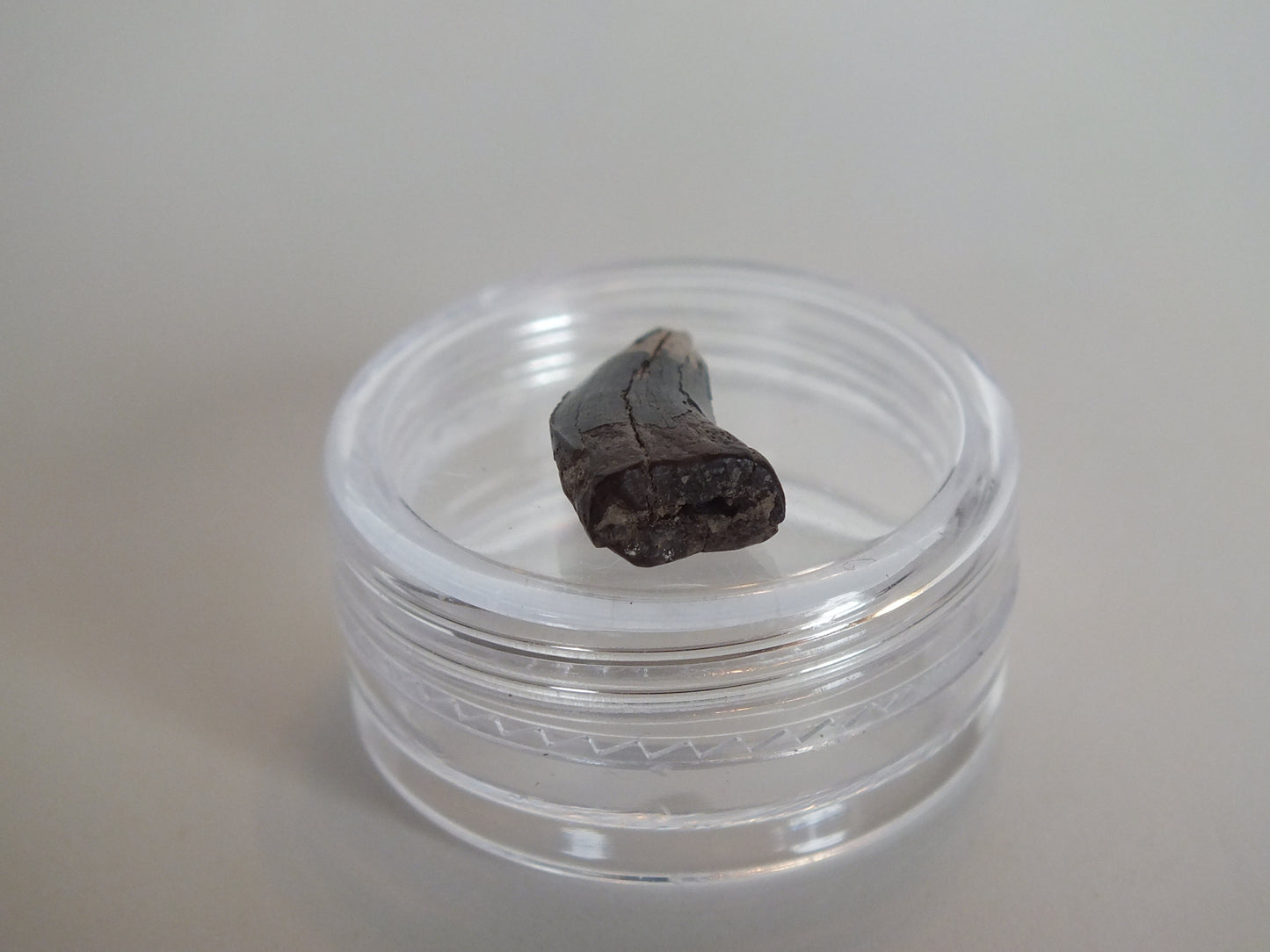 0.7" Tyrannosaurus Tooth (Judith River)