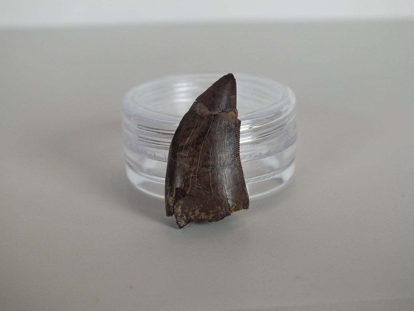 0.97" Tyrannosaurus Tooth (Judith River)