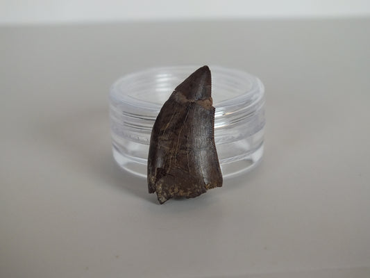 0.97" Tyrannosaurus Tooth (Judith River)