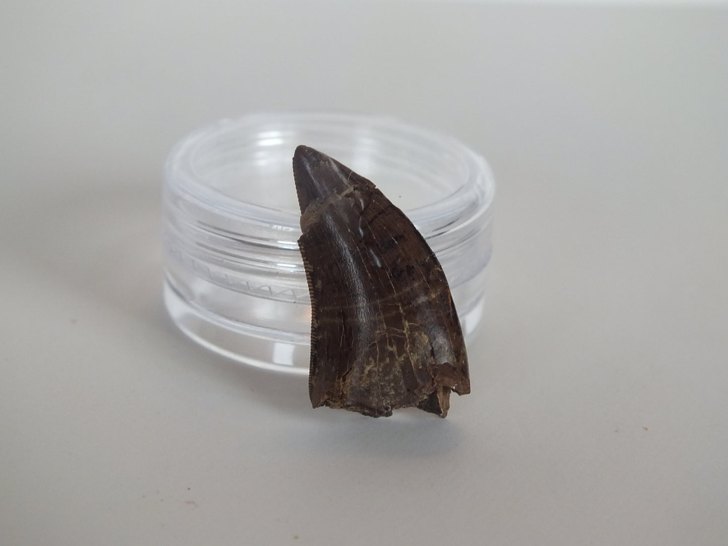 0.97" Tyrannosaurus Tooth (Judith River)