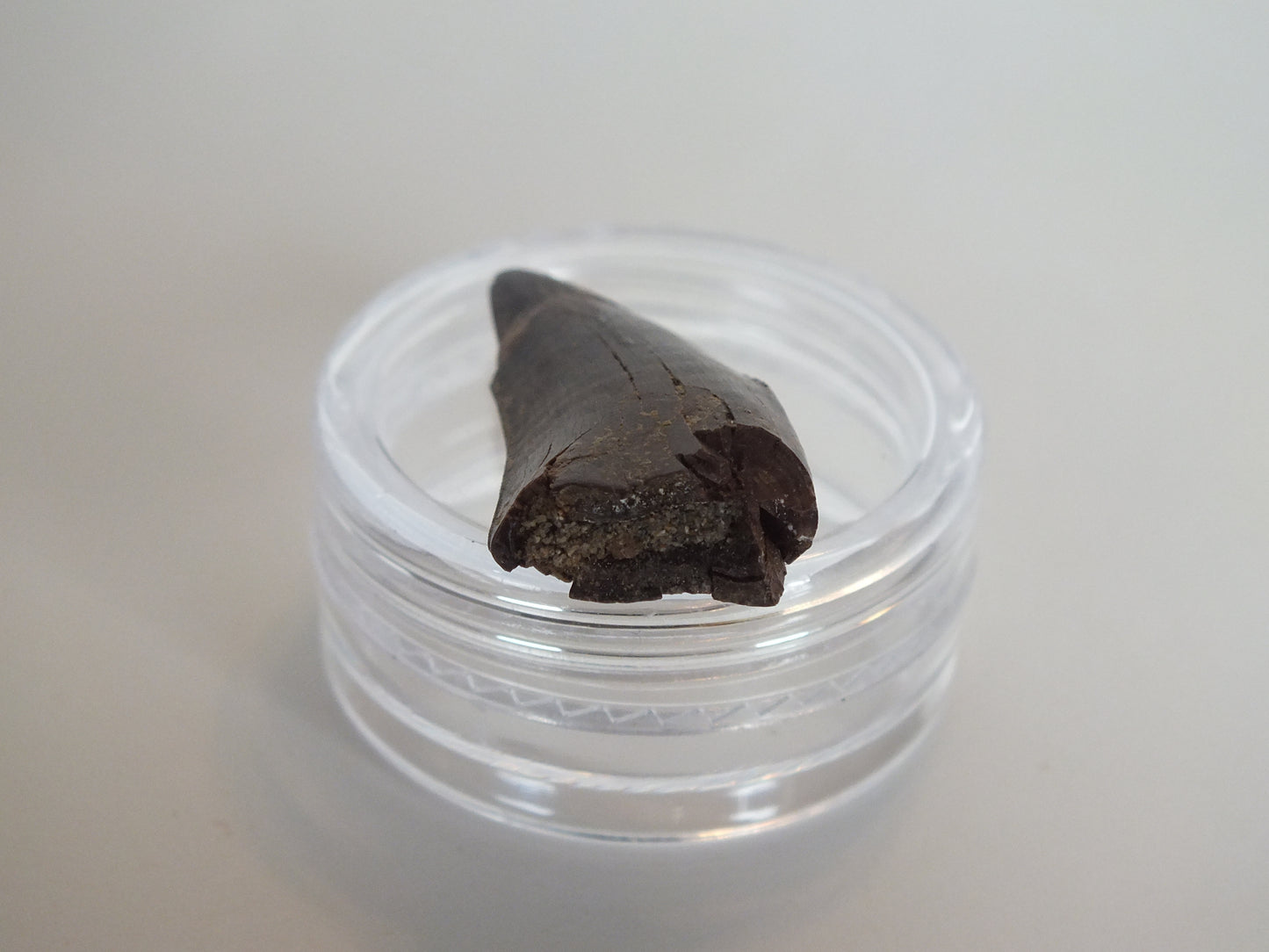 0.97" Tyrannosaurus Tooth (Judith River)