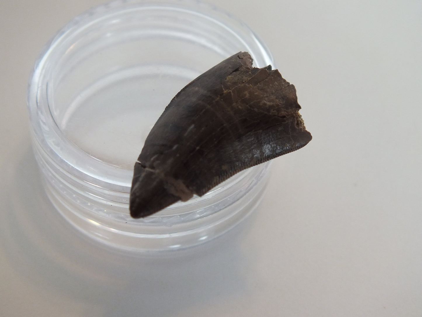 0.97" Tyrannosaurus Tooth (Judith River)