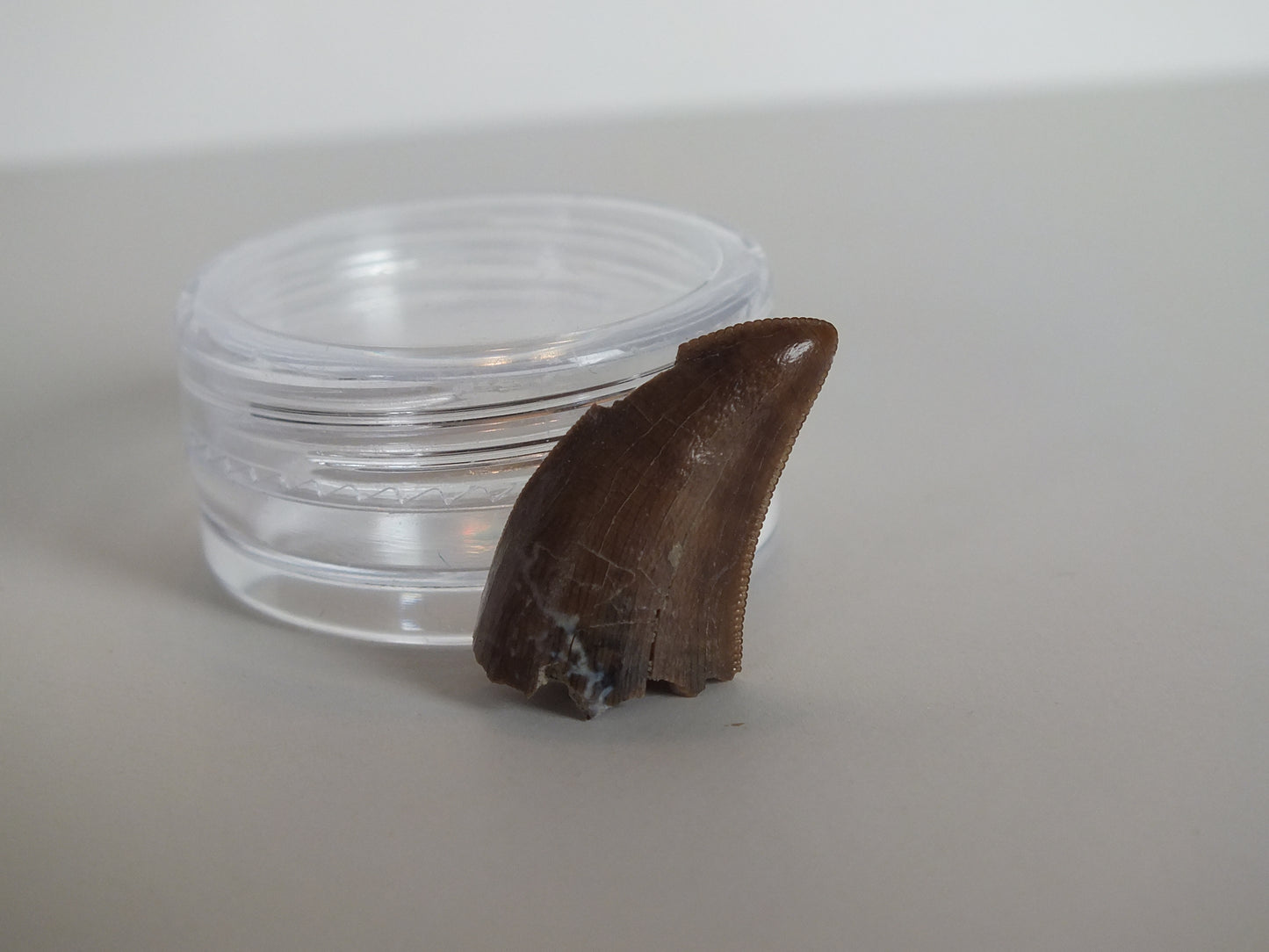 1.03" Tyrannosaurus Tooth (Judith River)