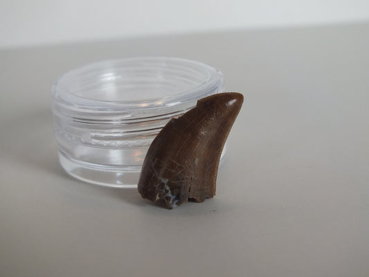 1.03" Tyrannosaurus Tooth (Judith River)