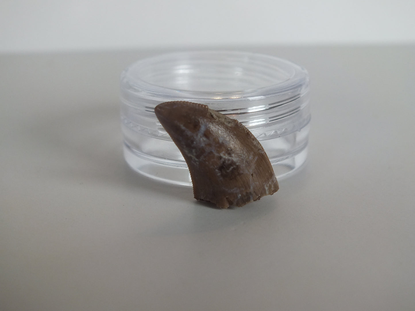 1.03" Tyrannosaurus Tooth (Judith River)