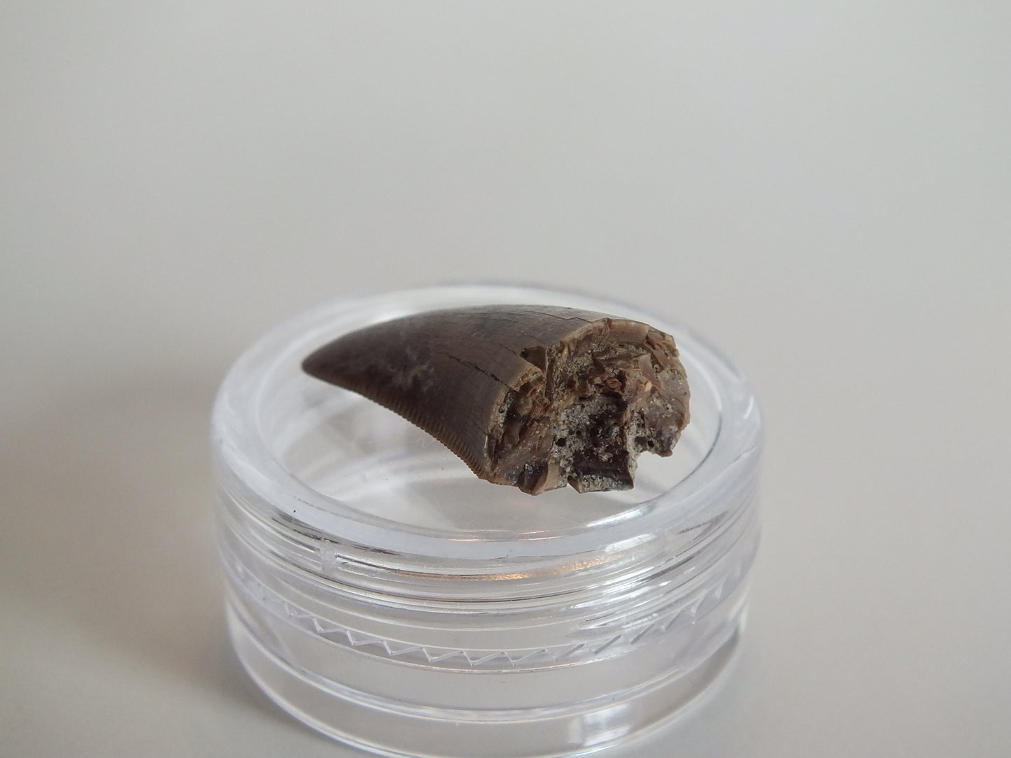 1.03" Tyrannosaurus Tooth (Judith River)