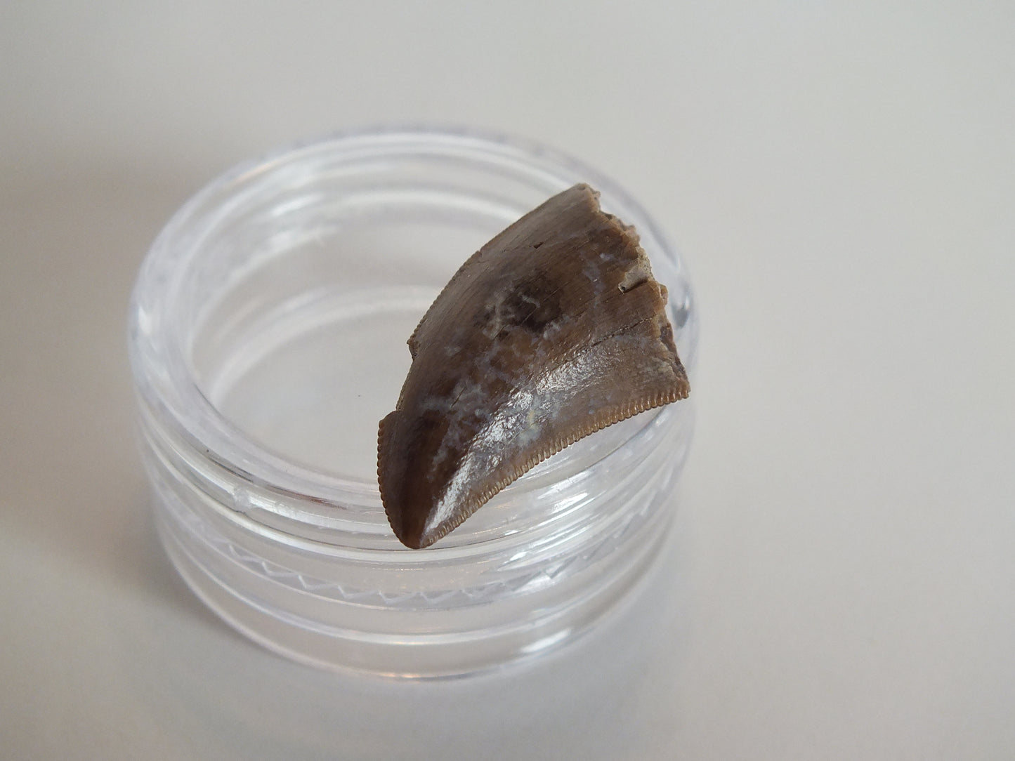 1.03" Tyrannosaurus Tooth (Judith River)