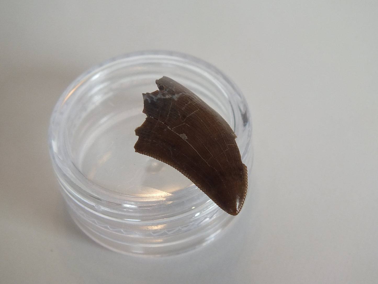 1.03" Tyrannosaurus Tooth (Judith River)