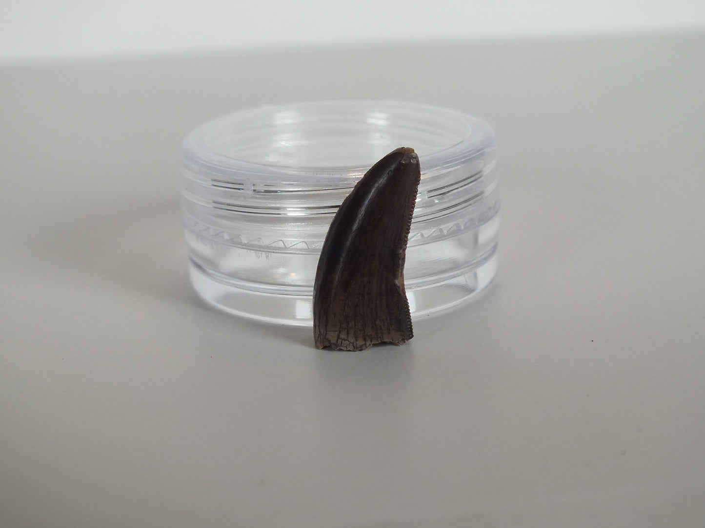 0.85" Tyrannosaurus Tooth (Judith River)