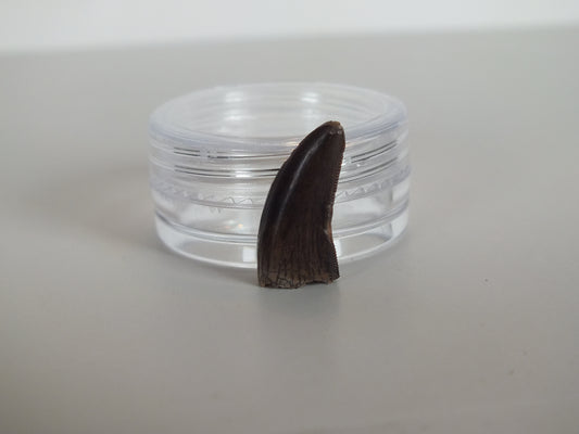 0.85" Tyrannosaurus Tooth (Judith River)