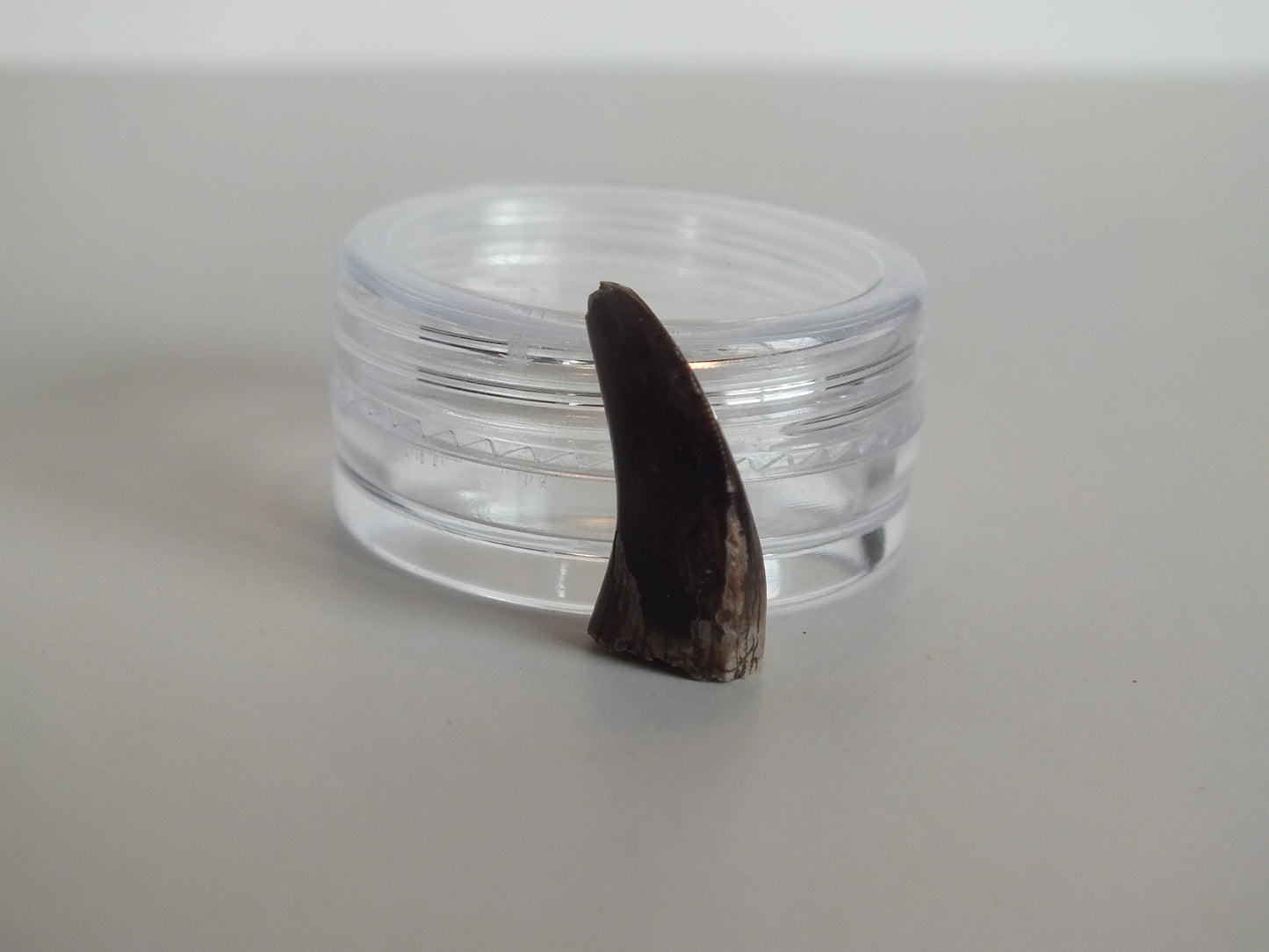 0.85" Tyrannosaurus Tooth (Judith River)