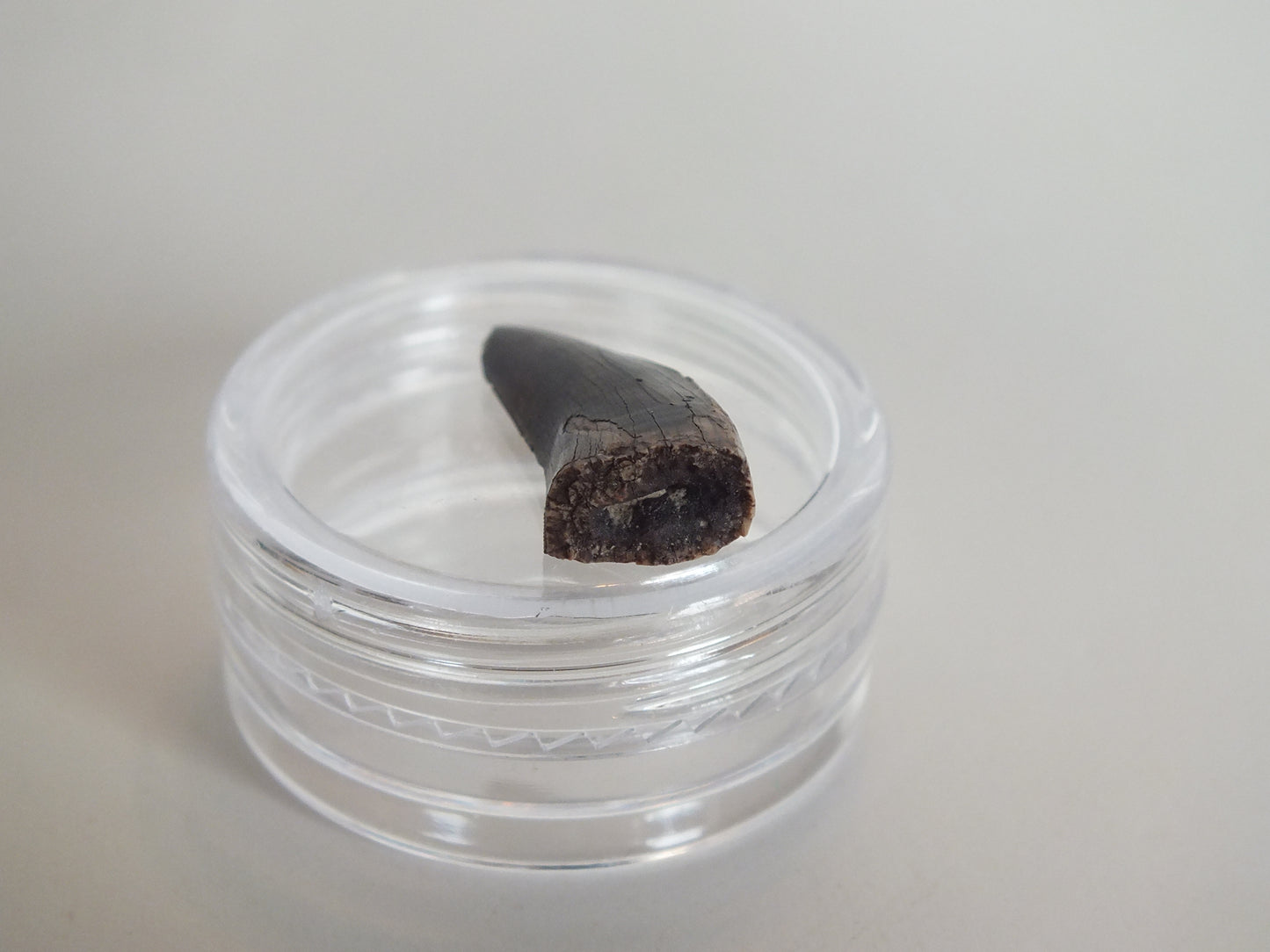 0.85" Tyrannosaurus Tooth (Judith River)