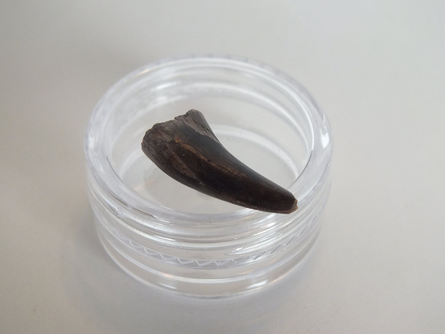 0.85" Tyrannosaurus Tooth (Judith River)