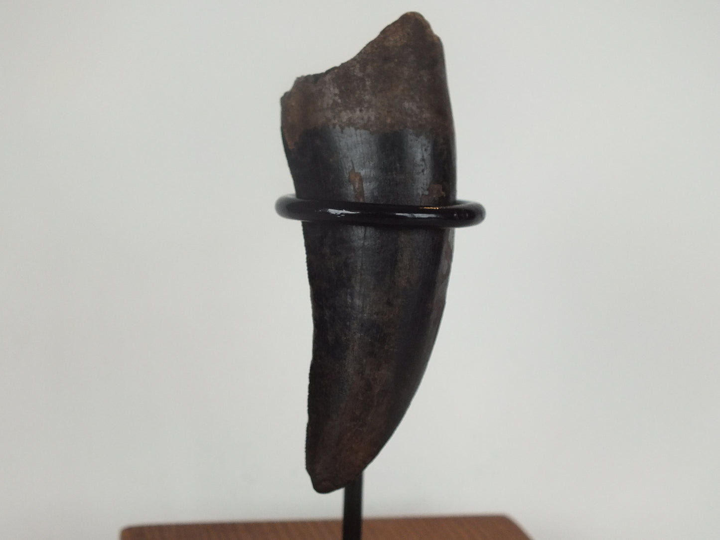 2.75" Tyrannosaurus Tooth (Judith River)