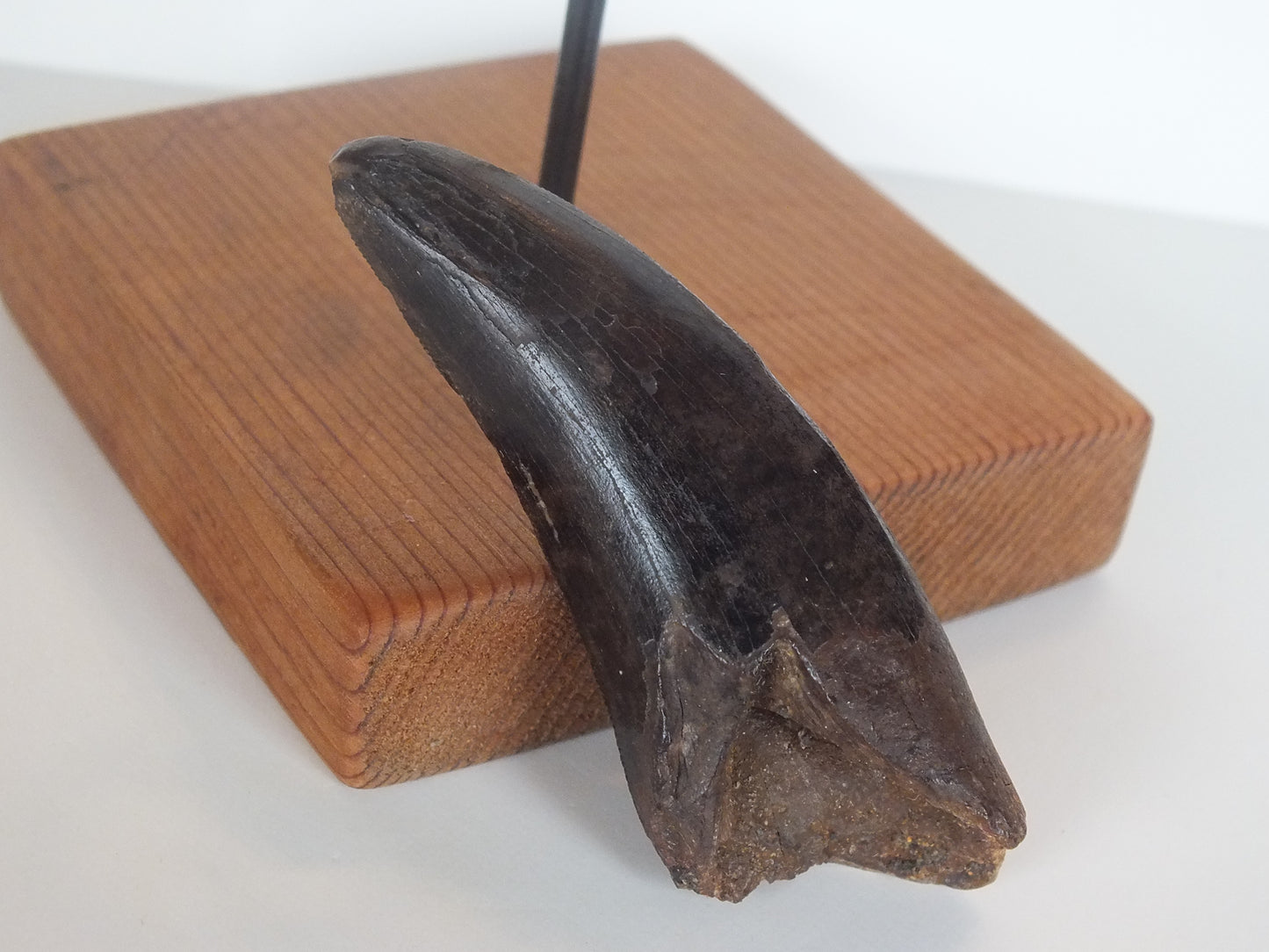 2.75" Tyrannosaurus Tooth (Judith River)