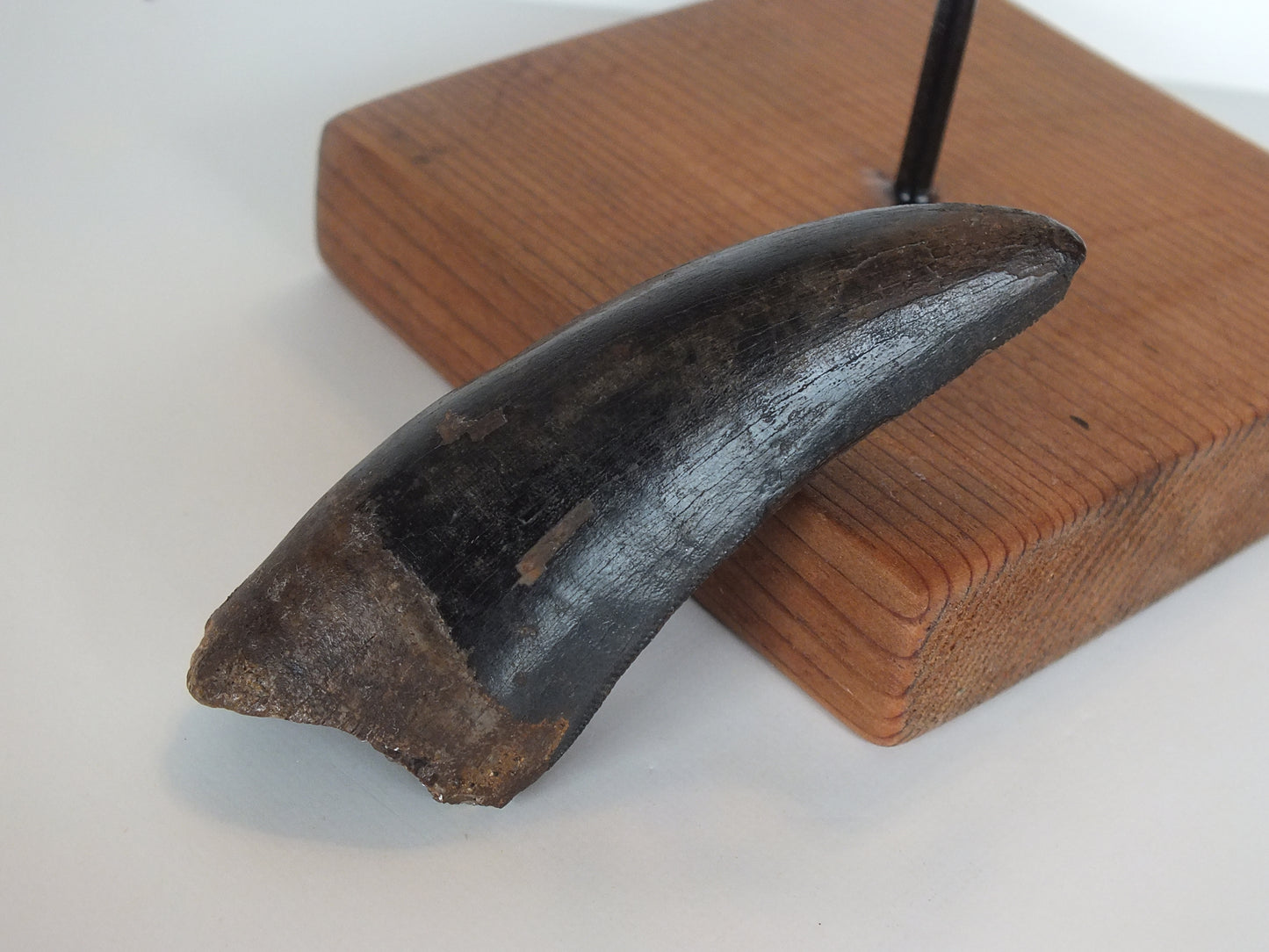 2.75" Tyrannosaurus Tooth (Judith River)