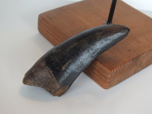 2.75" Tyrannosaurus Tooth (Judith River)