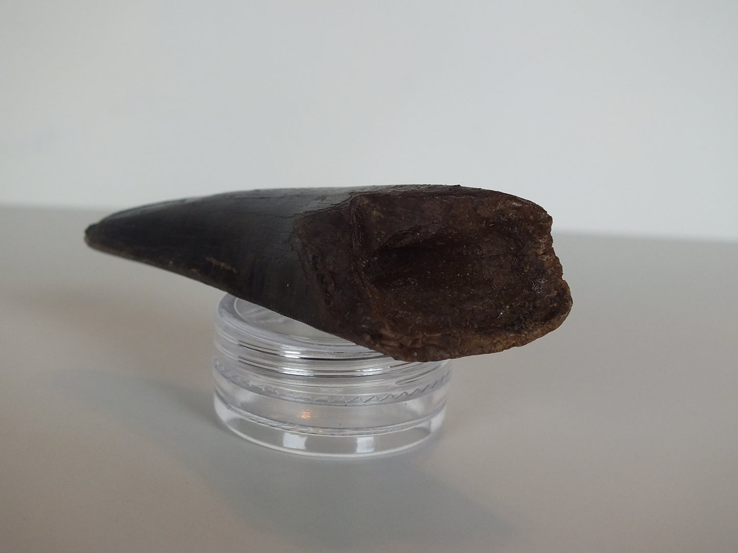2.75" Tyrannosaurus Tooth (Judith River)