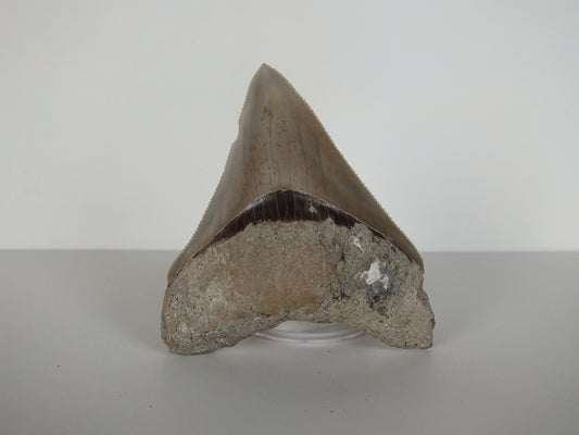3.07" Megalodon Tooth (Indonesia)