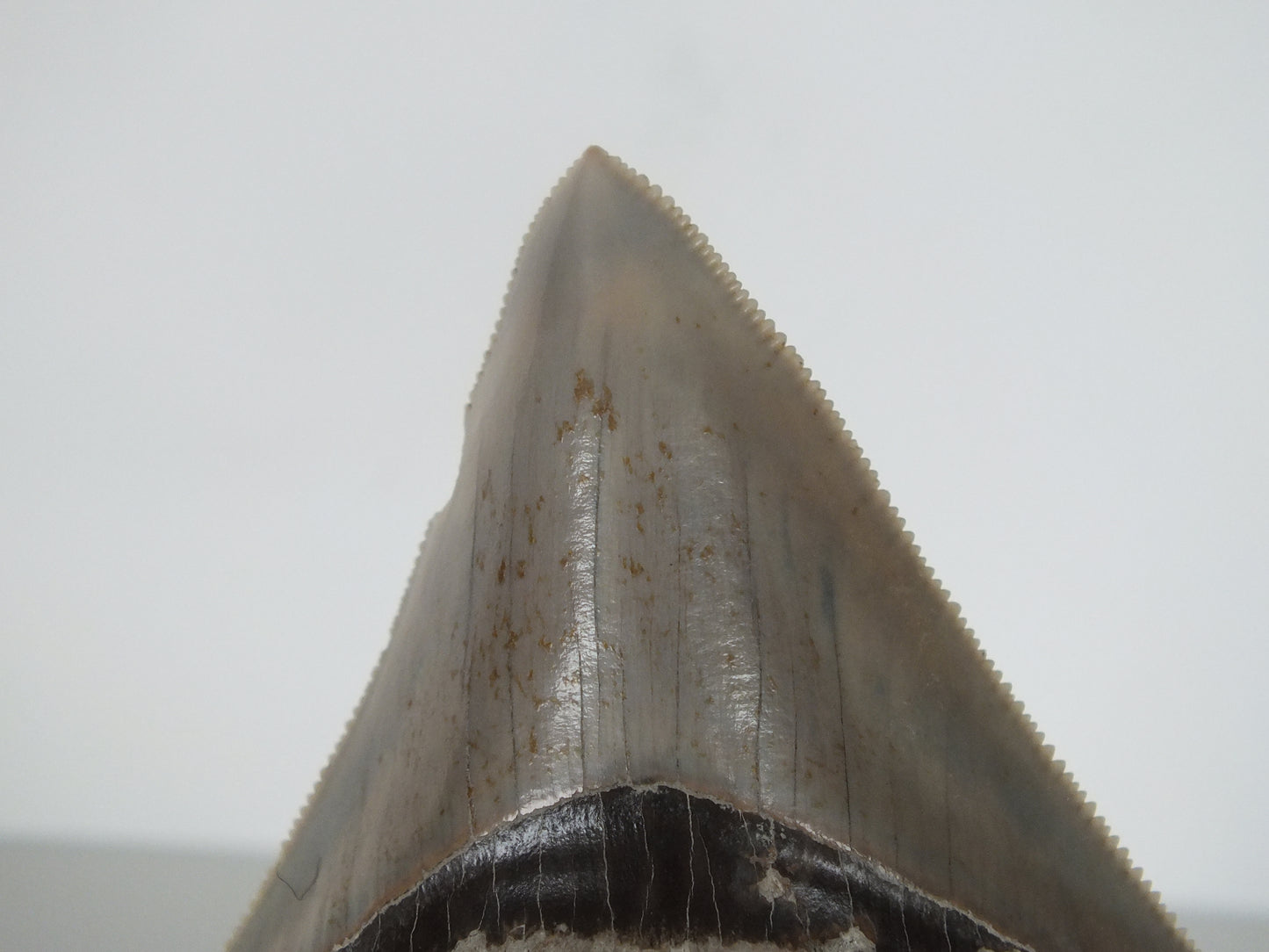 3.07" Megalodon Tooth (Indonesia)