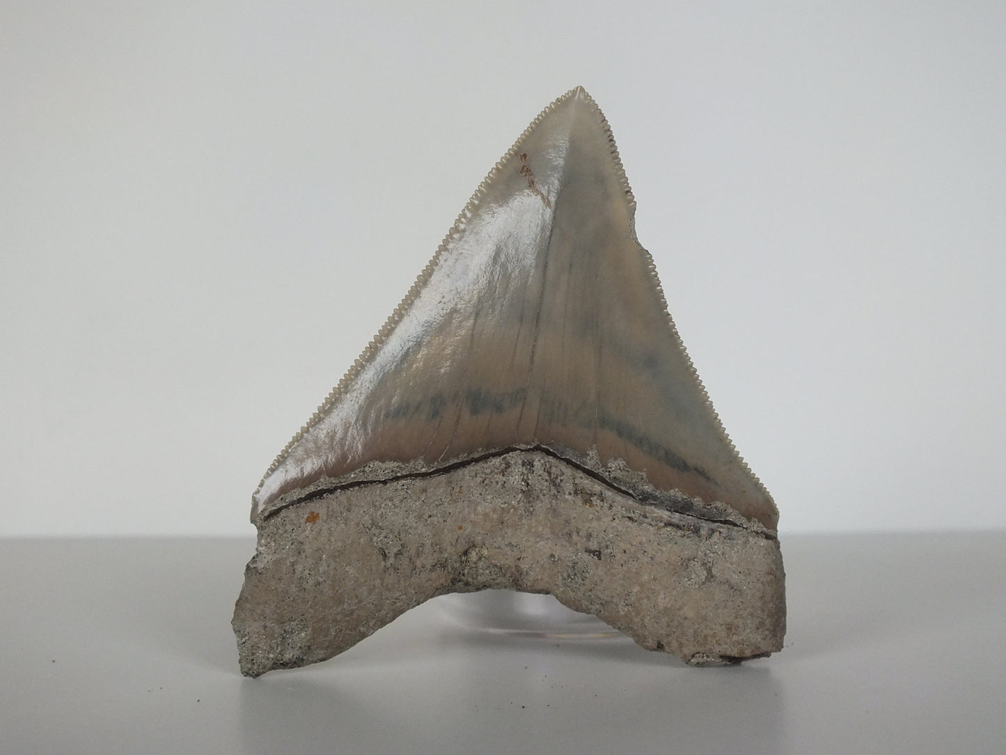 3.07" Megalodon Tooth (Indonesia)