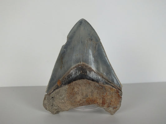 3.35" Megalodon Tooth (Indonesia)