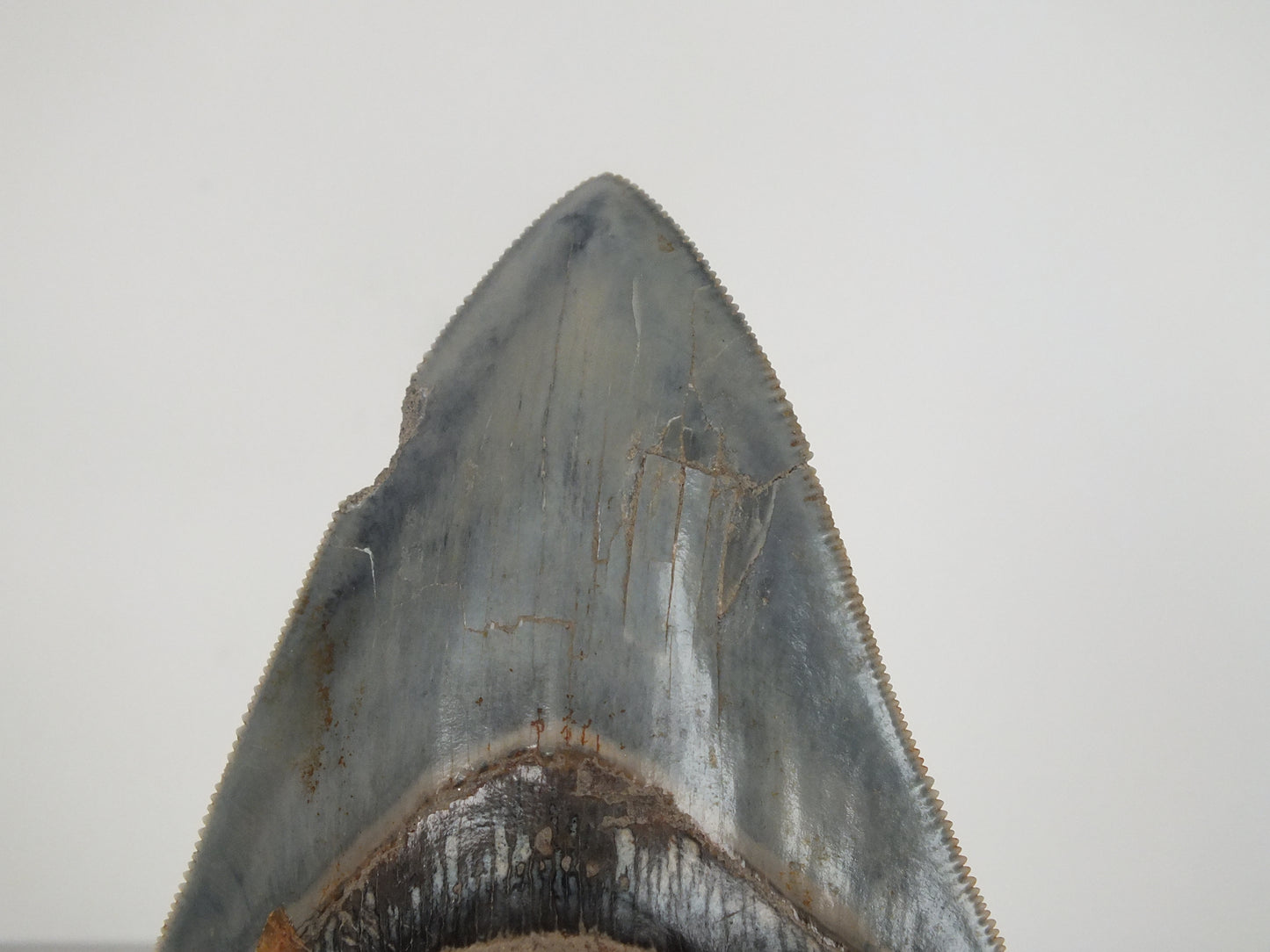 3.35" Megalodon Tooth (Indonesia)