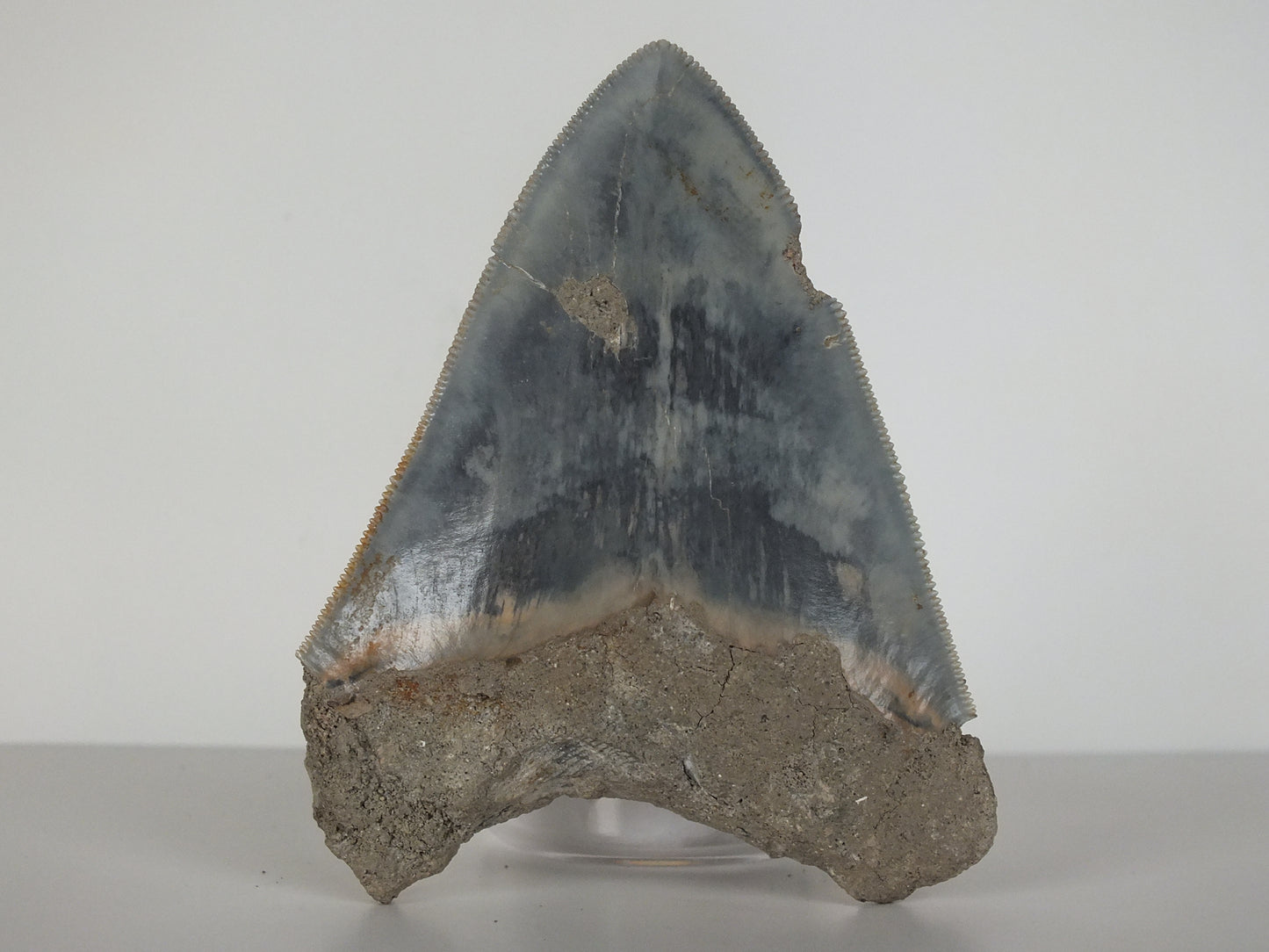 3.35" Megalodon Tooth (Indonesia)