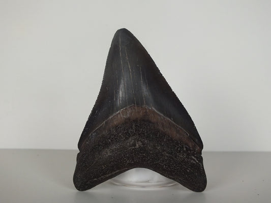 2.97" Megalodon Tooth (Georgia)