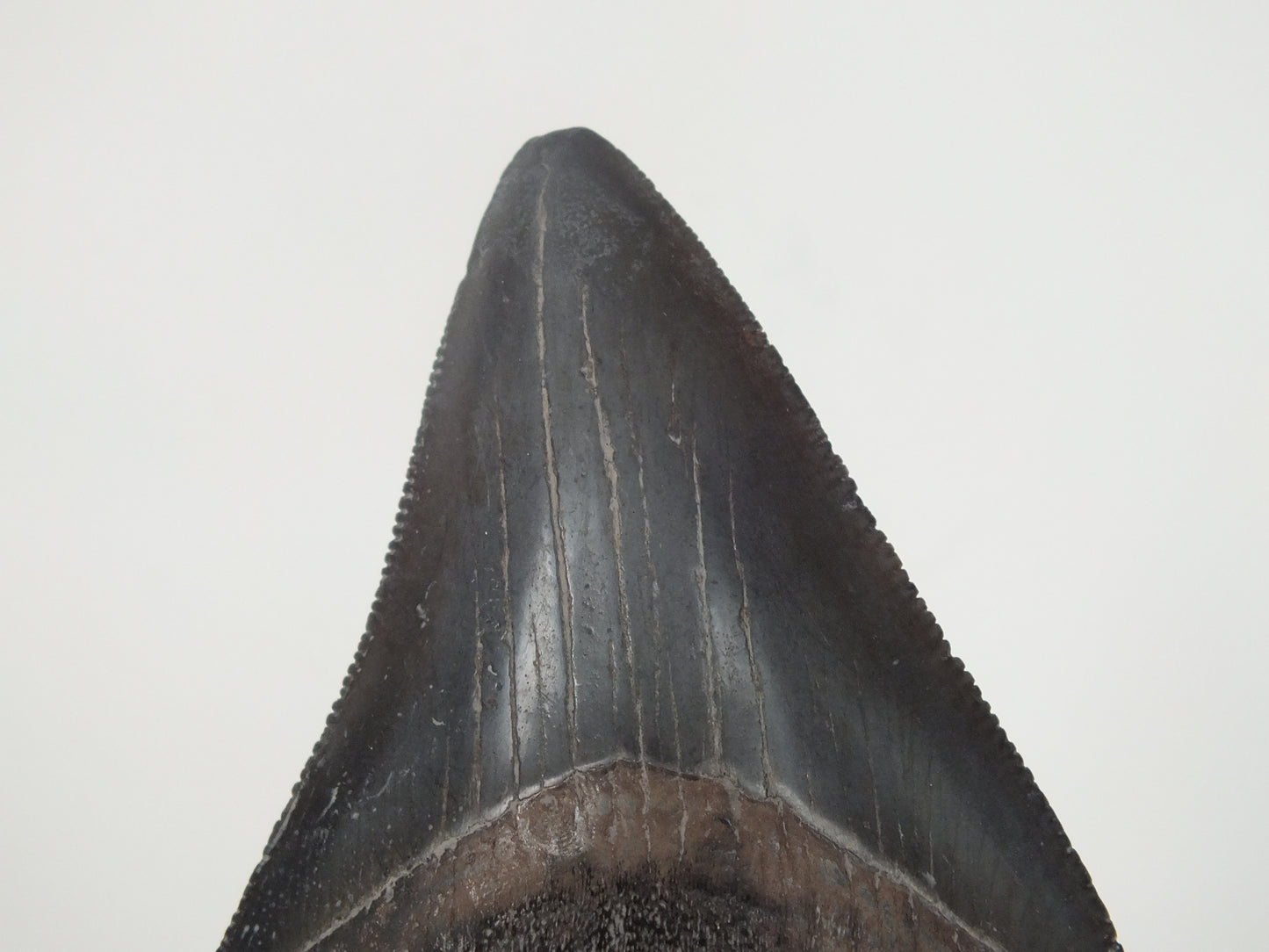 2.97" Megalodon Tooth (Georgia)