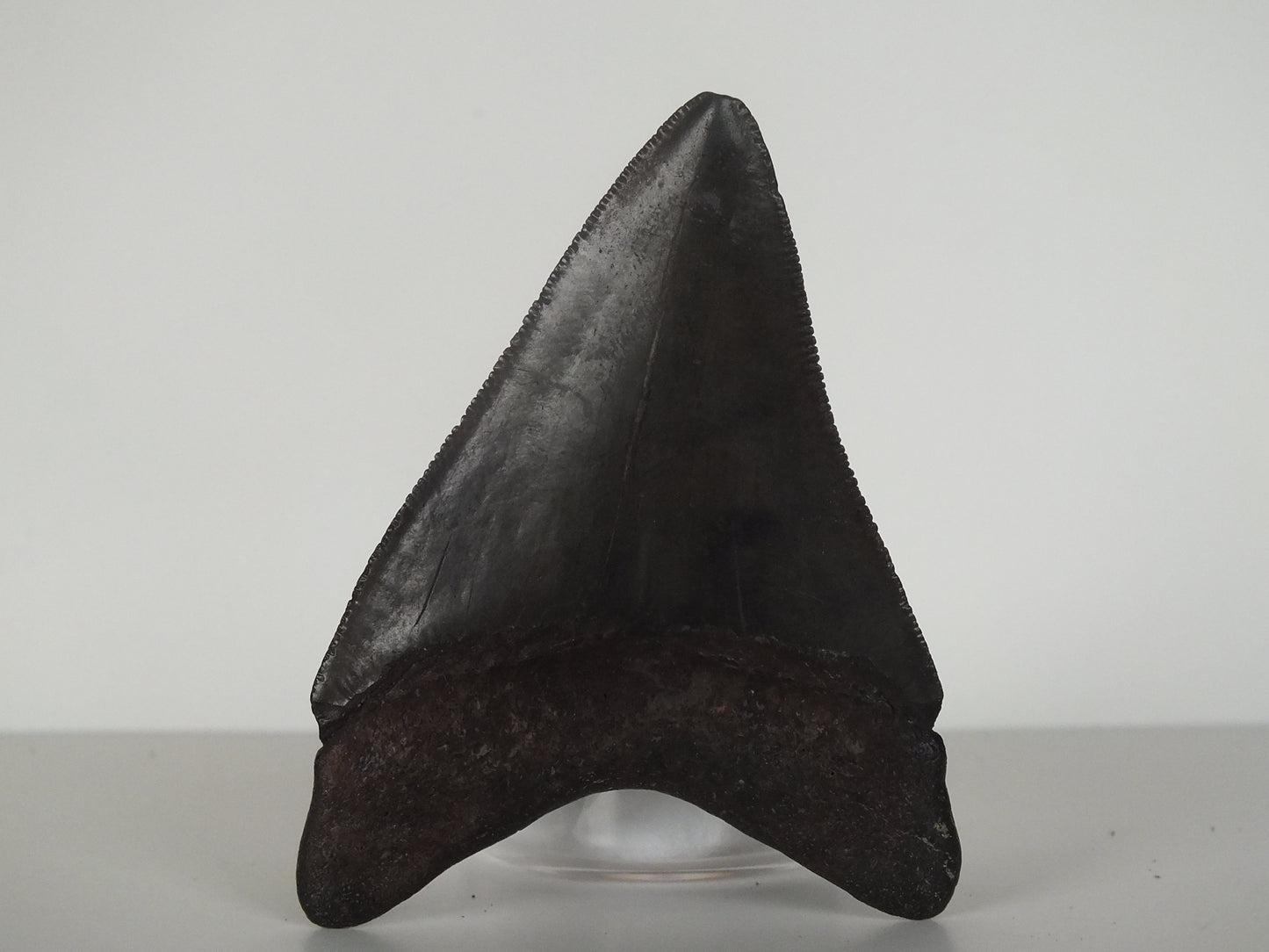 2.97" Megalodon Tooth (Georgia)