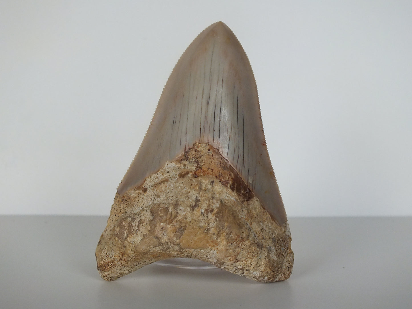 3.11" Megalodon Tooth (Indonesia)