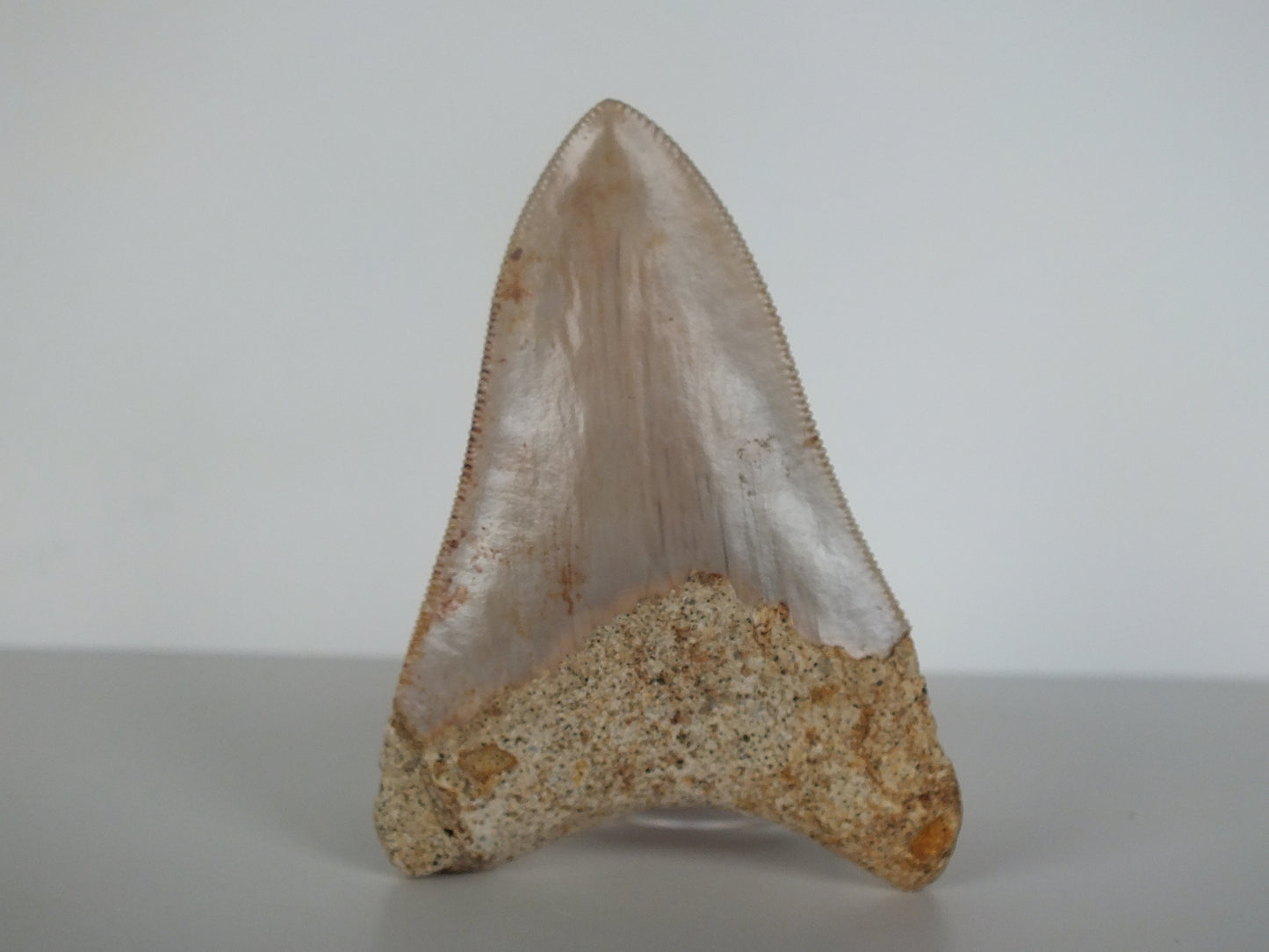 3.11" Megalodon Tooth (Indonesia)
