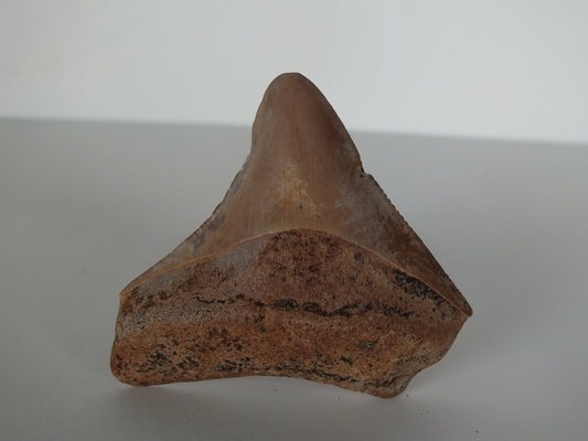 2.02" Megalodon Tooth (Georgia)