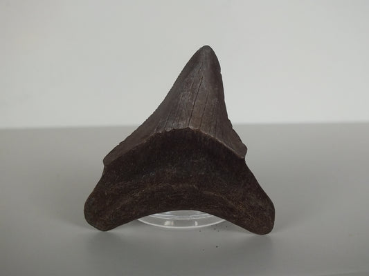 2.16" Megalodon Tooth (Georgia)