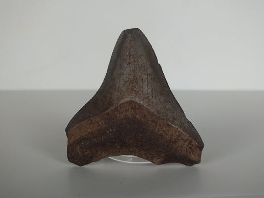 2.14" Megalodon Tooth (Georgia)