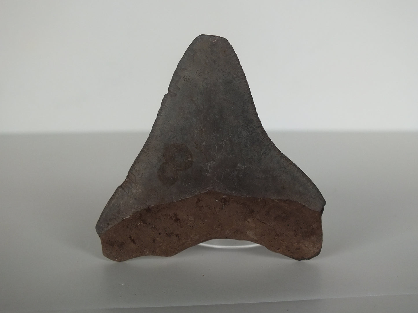 2.14" Megalodon Tooth (Georgia)