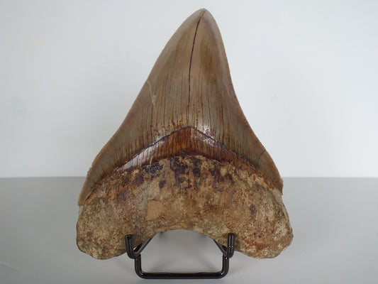 4.68" Megalodon Tooth (Indonesia)