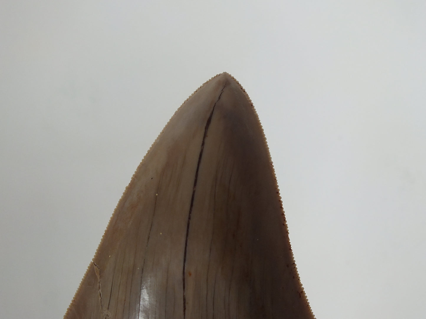 4.68" Megalodon Tooth (Indonesia)