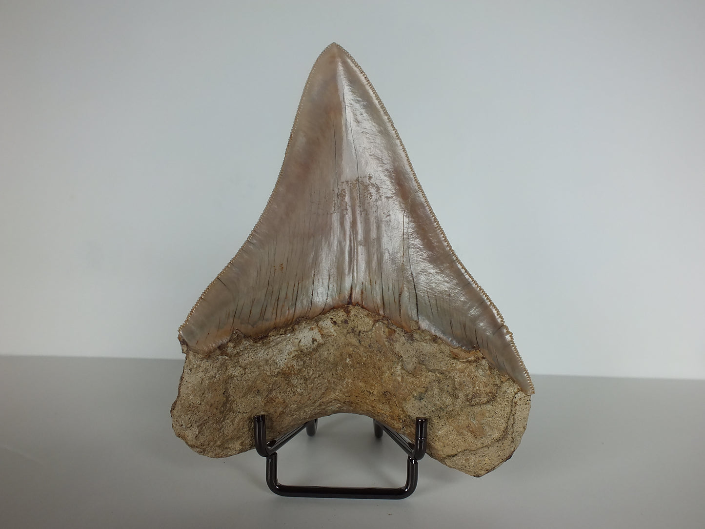 4.68" Megalodon Tooth (Indonesia)