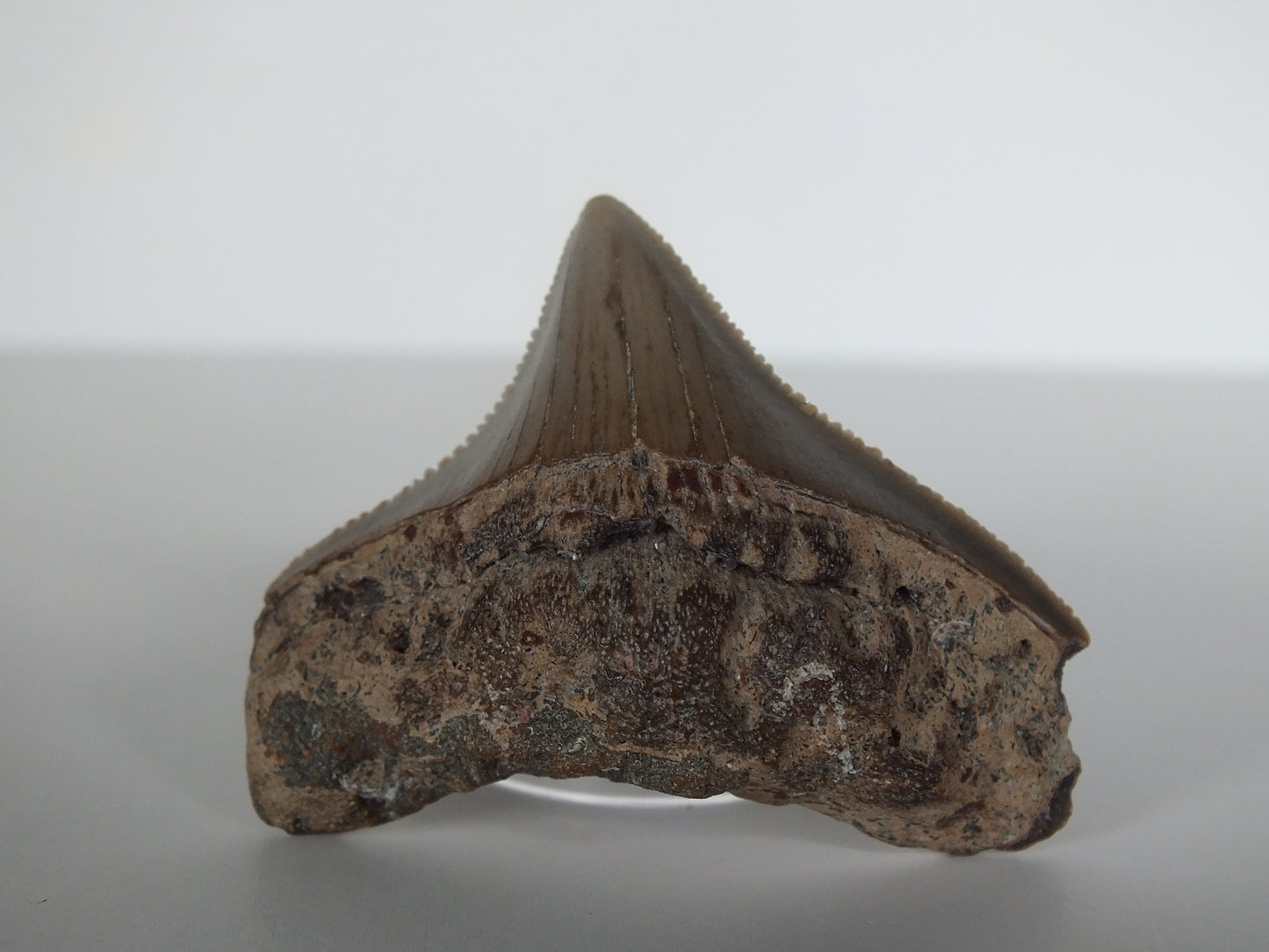 1.6" Posterior Megalodon Tooth (Georgia)