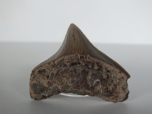 1.6" Posterior Megalodon Tooth (Georgia)