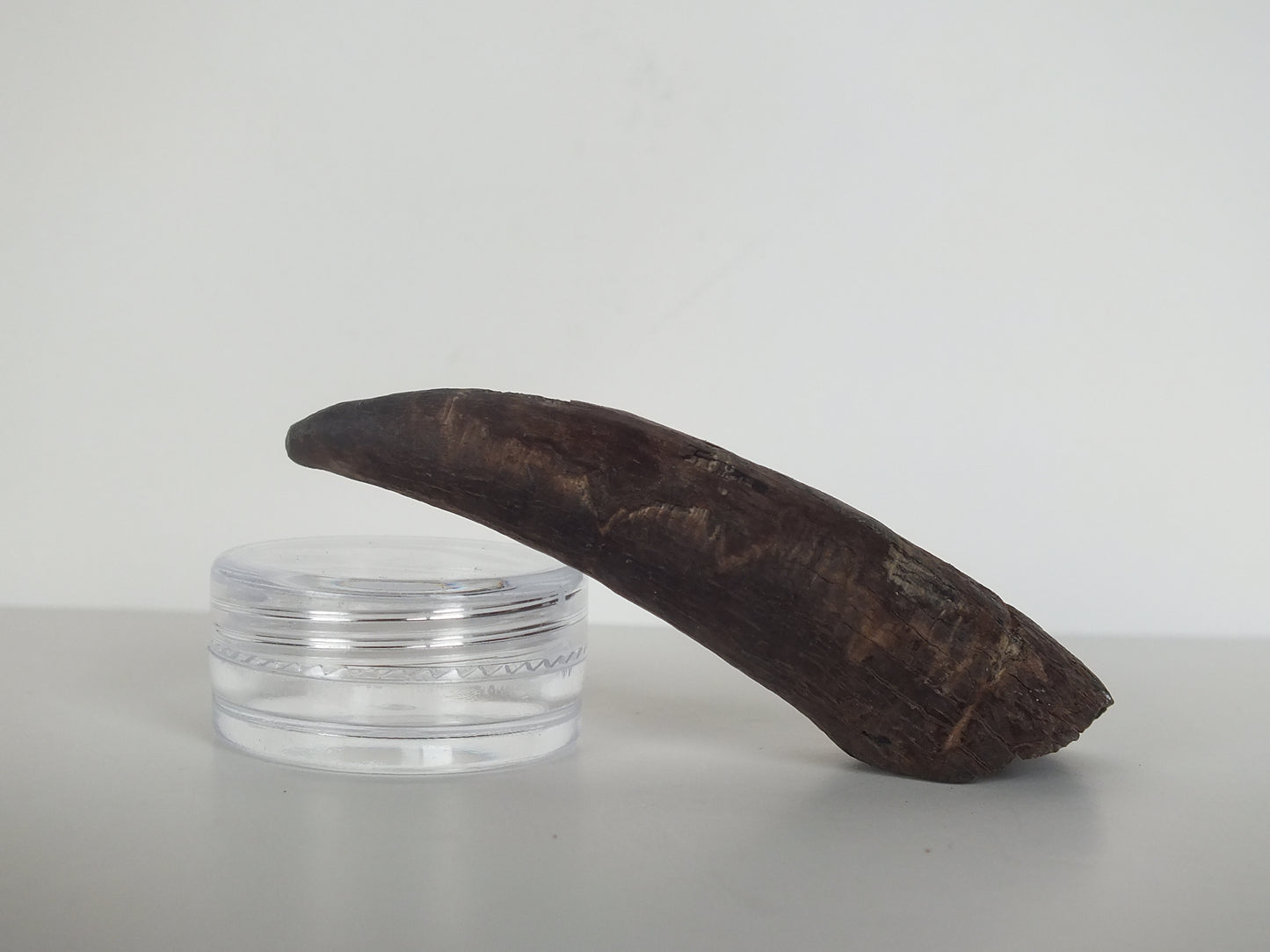2.61" Pygmy Sperm Whale Tooth Fossil