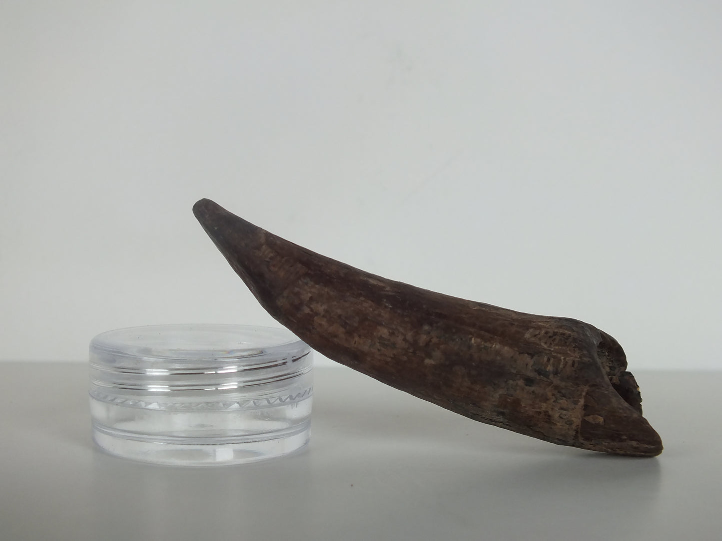 2.61" Pygmy Sperm Whale Tooth Fossil
