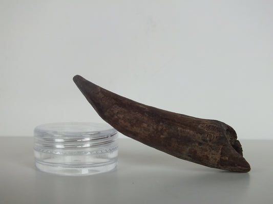 2.61" Pygmy Sperm Whale Tooth Fossil