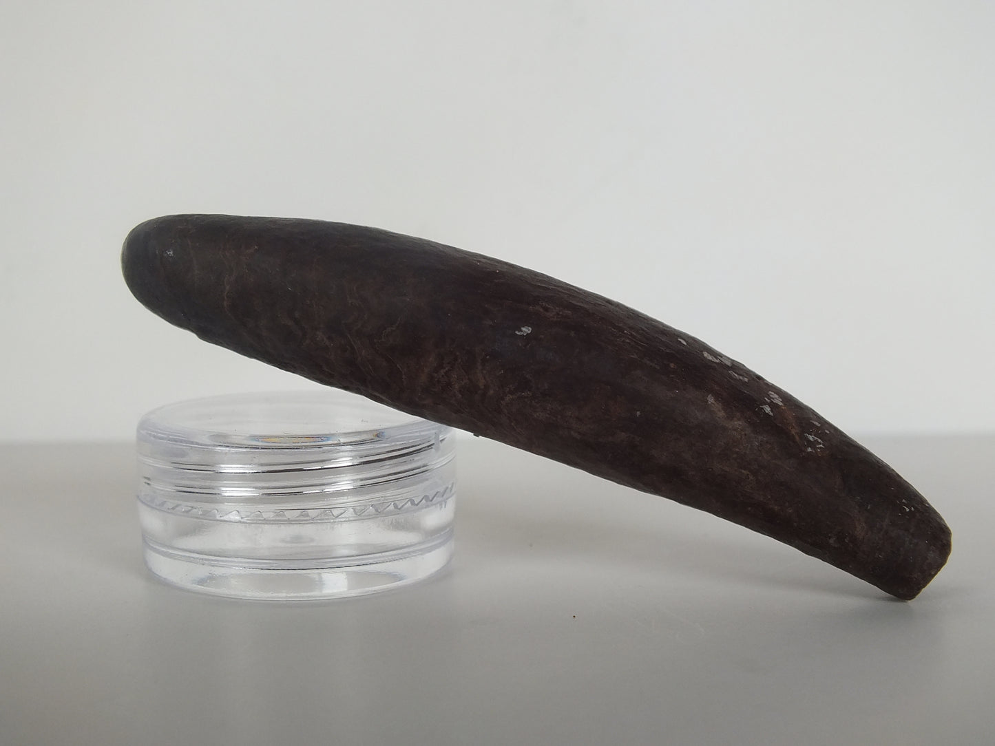 2.98" Pygmy Sperm Whale Tooth Fossil